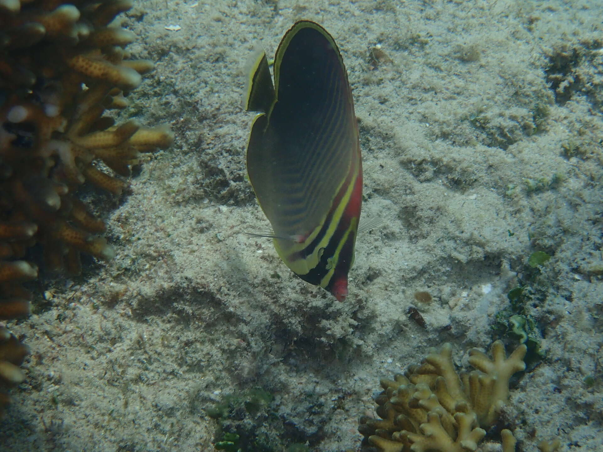 Image de Chaetodon baronessa Cuvier 1829