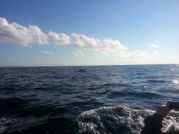 Image of Common Minke Whale