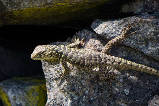 Image of Spiny Whorltail Iguana