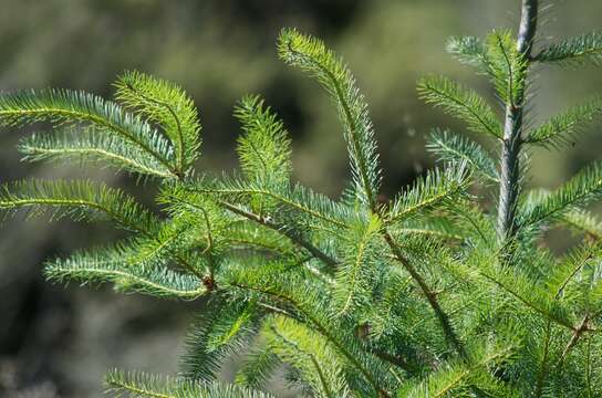 Image of Douglas Fir