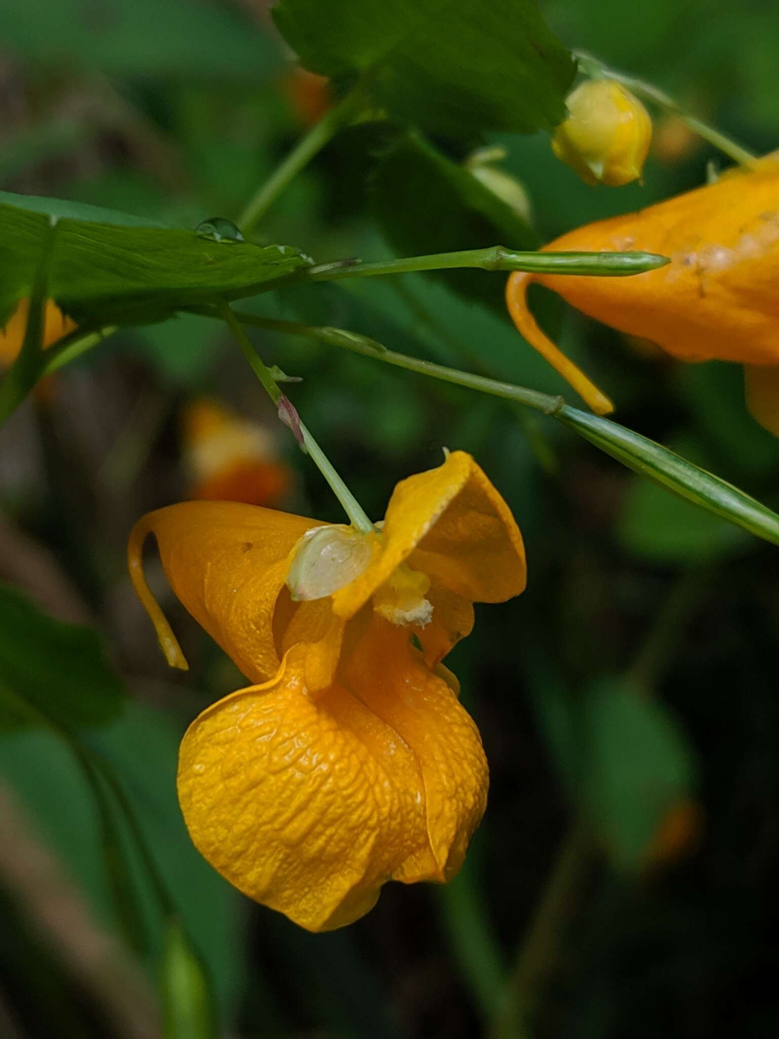 Image of Impatiens pacifica Zika