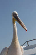 Image of Great White Pelican