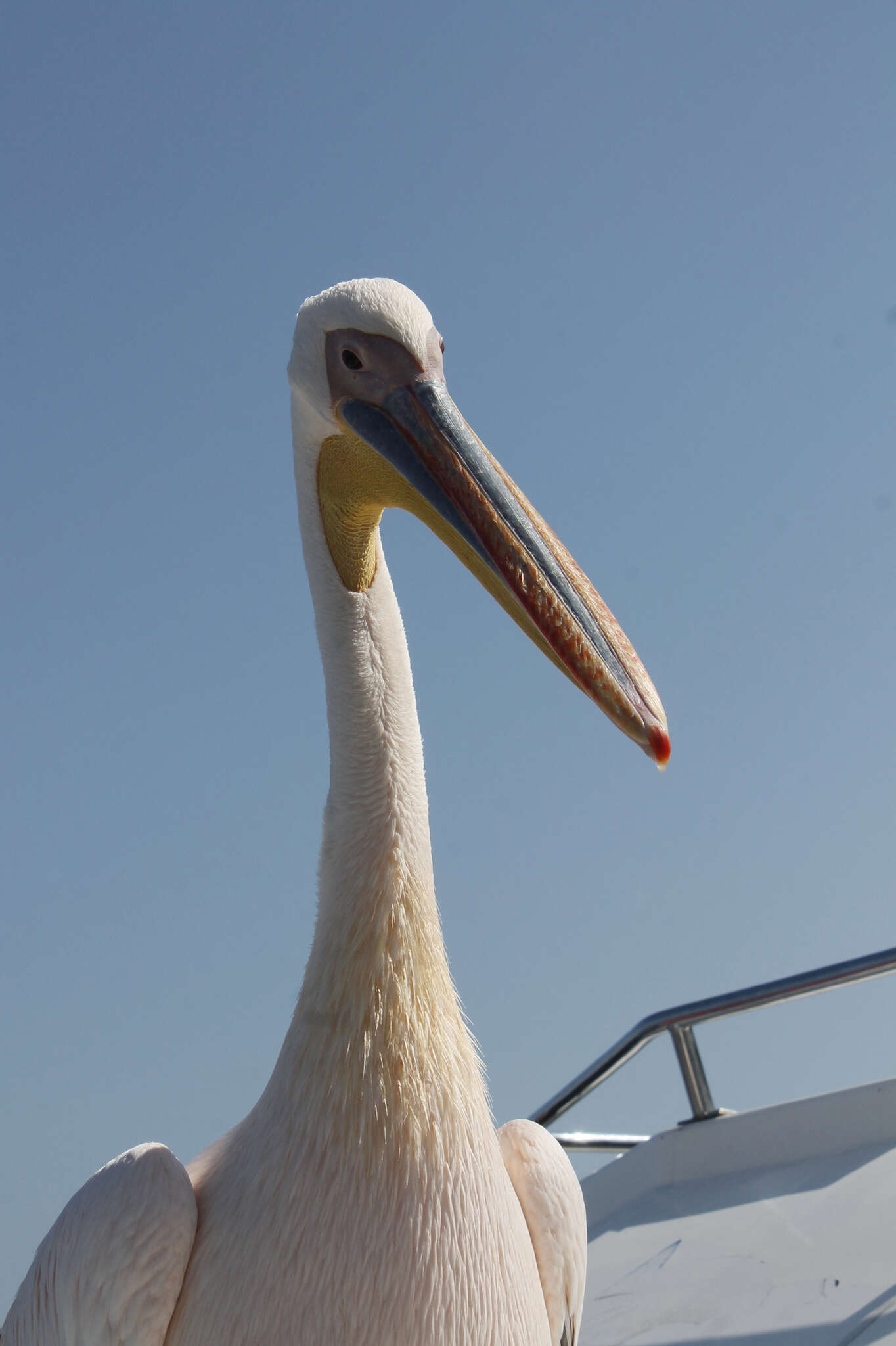 Image of Great White Pelican