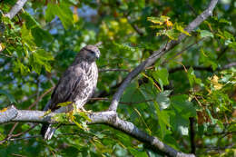 Image of Buteo buteo buteo (Linnaeus 1758)