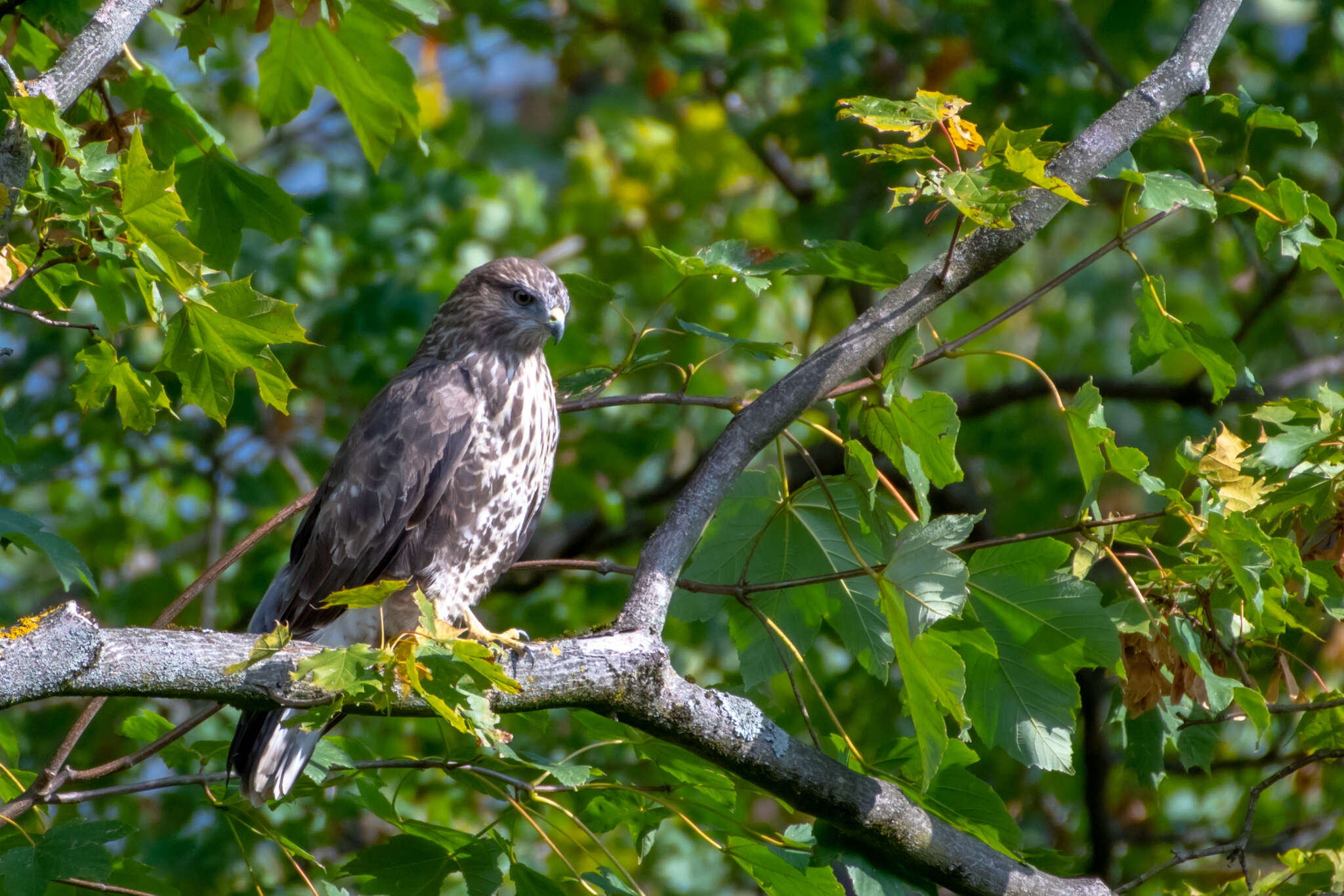 Image of Buteo buteo buteo (Linnaeus 1758)