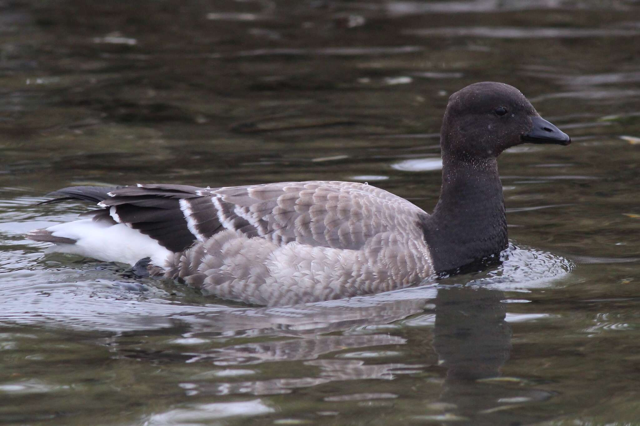 صورة Branta bernicla hrota (Müller & OF 1776)