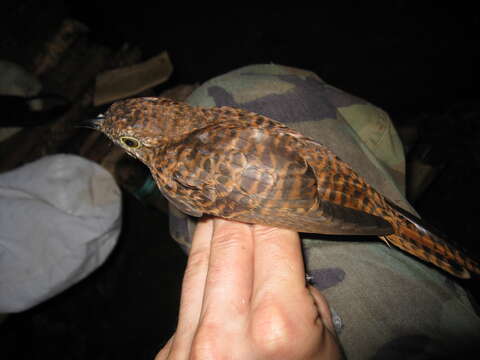 Image of Brush Cuckoo