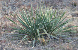 Image of Brazos River yucca