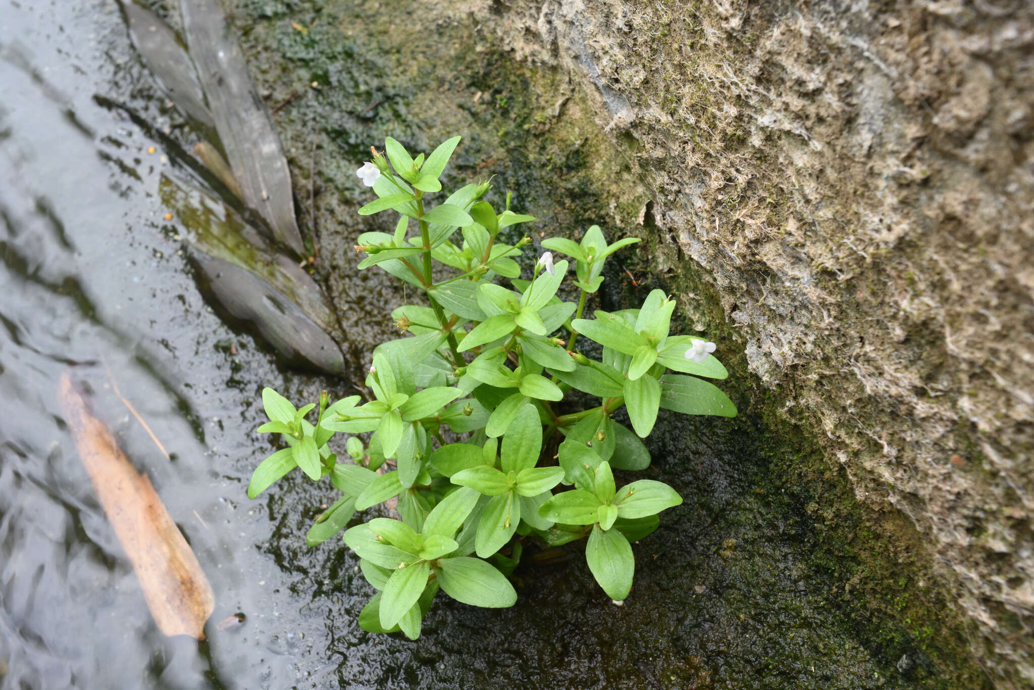 Image of Prostrate False Pimpernel