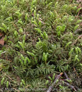 Image of leucolepis umbrella moss