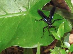 Cyphononyx bipartitus (Lepeletier 1845) resmi