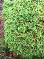 Image of hypnum moss