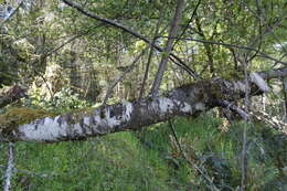 Imagem de Prunus emarginata var. mollis (Dougl.) Brewer