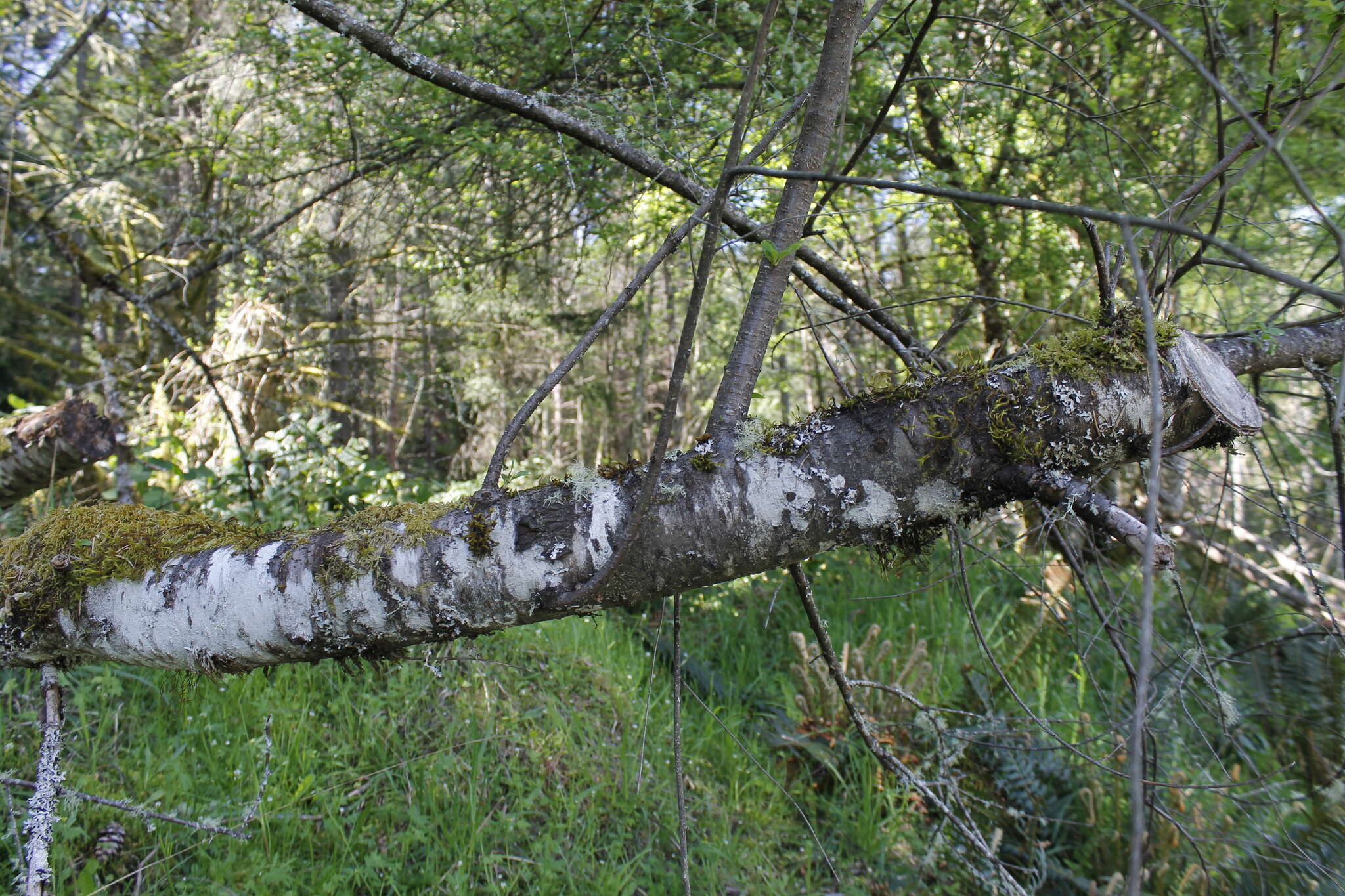 Imagem de Prunus emarginata var. mollis (Dougl.) Brewer