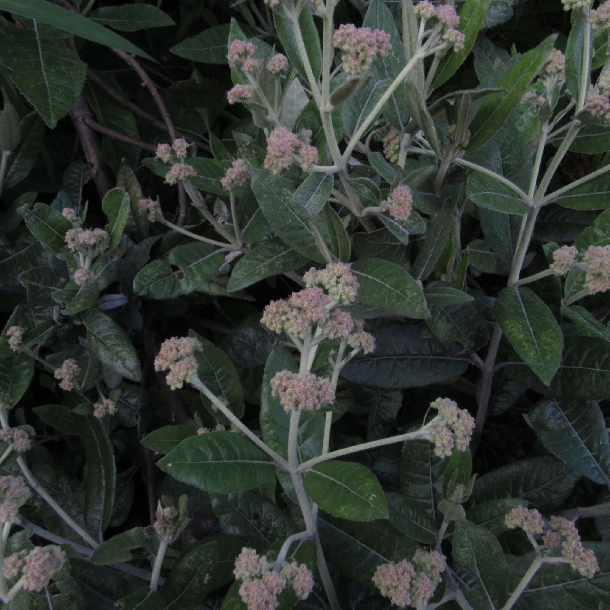 Ageratina asclepiadea (L. fil.) R. King & H. Rob.的圖片