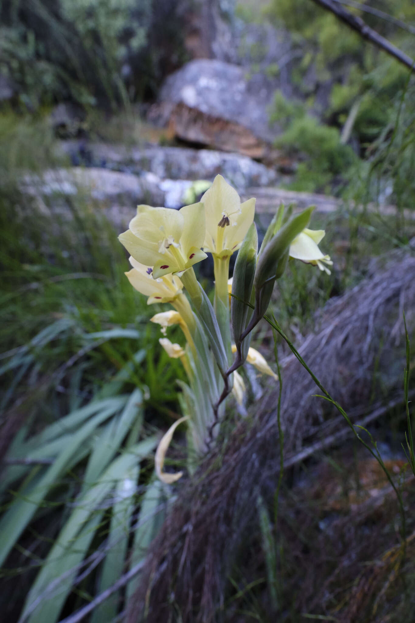 Image de Gladiolus buckerveldii (L. Bolus) Goldblatt