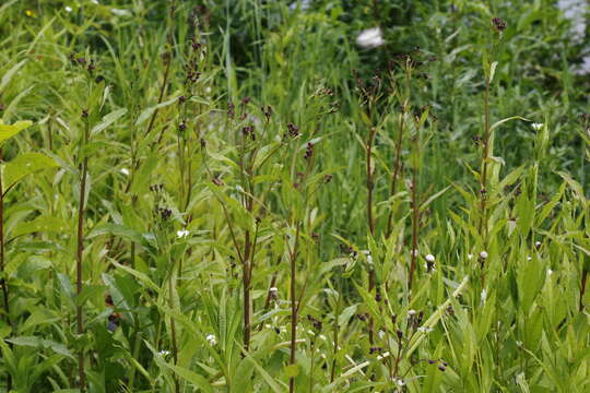 Image of Lactuca sibirica (L.) Maxim.