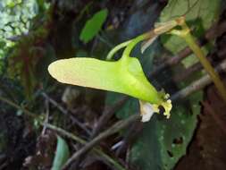 Image of Begonia xanthina Hook.