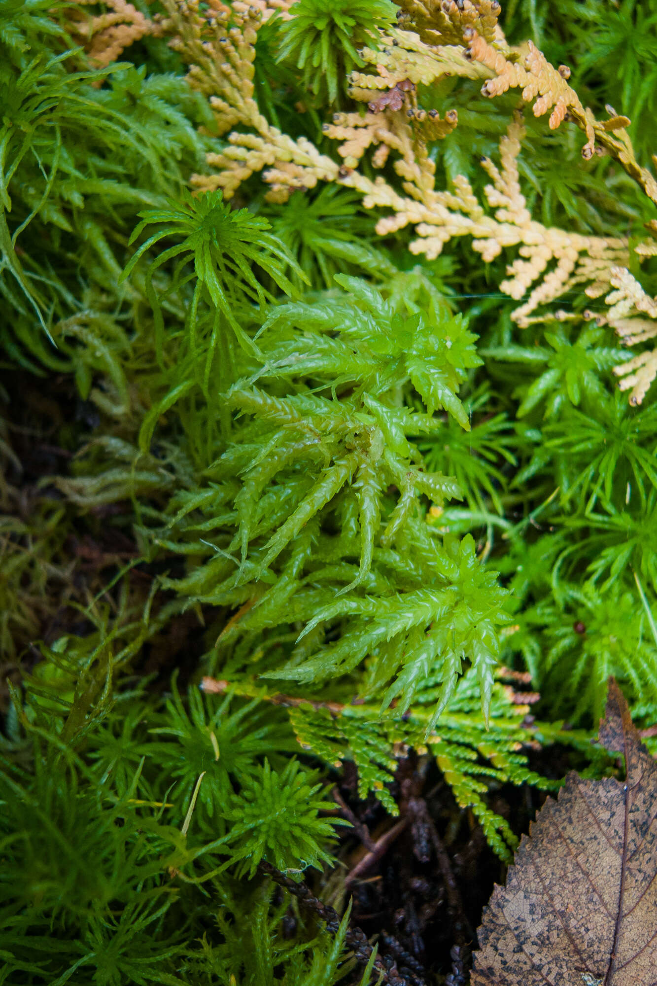 Image of sphagnum