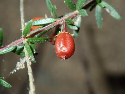 Image of Micrantheum ericoides Desf.