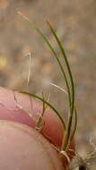 Image of Deschampsia chapmanii Petrie