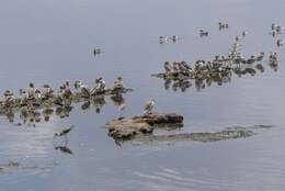 Image of Cape Teal