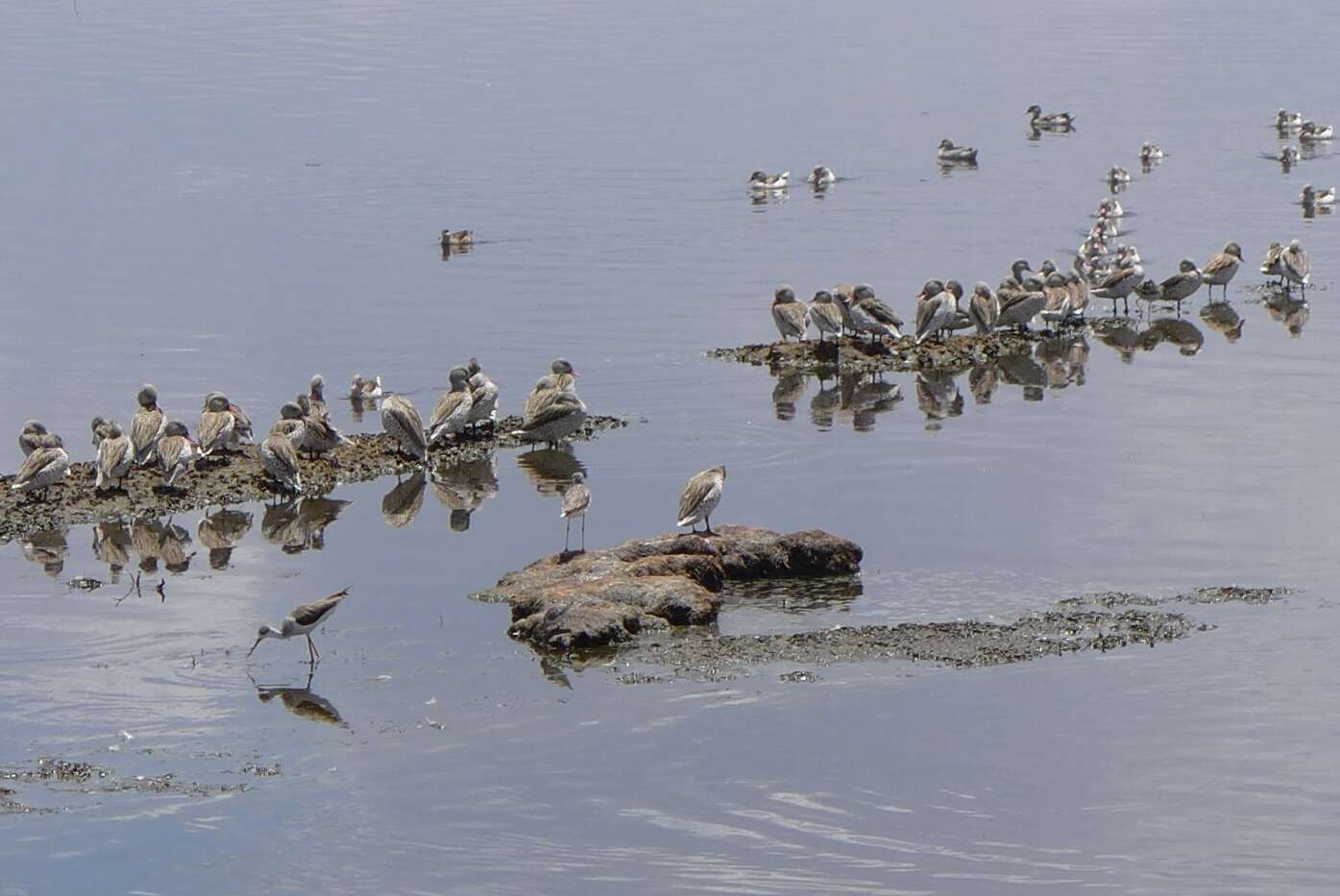 Image of Cape Teal