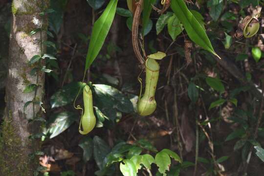 Слика од Nepenthes distillatoria L.