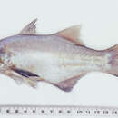 Image of Australian threadfin