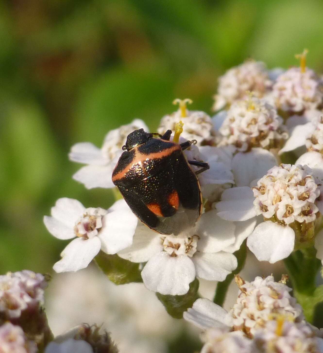 Image of Twice-stabbed Stink Bug