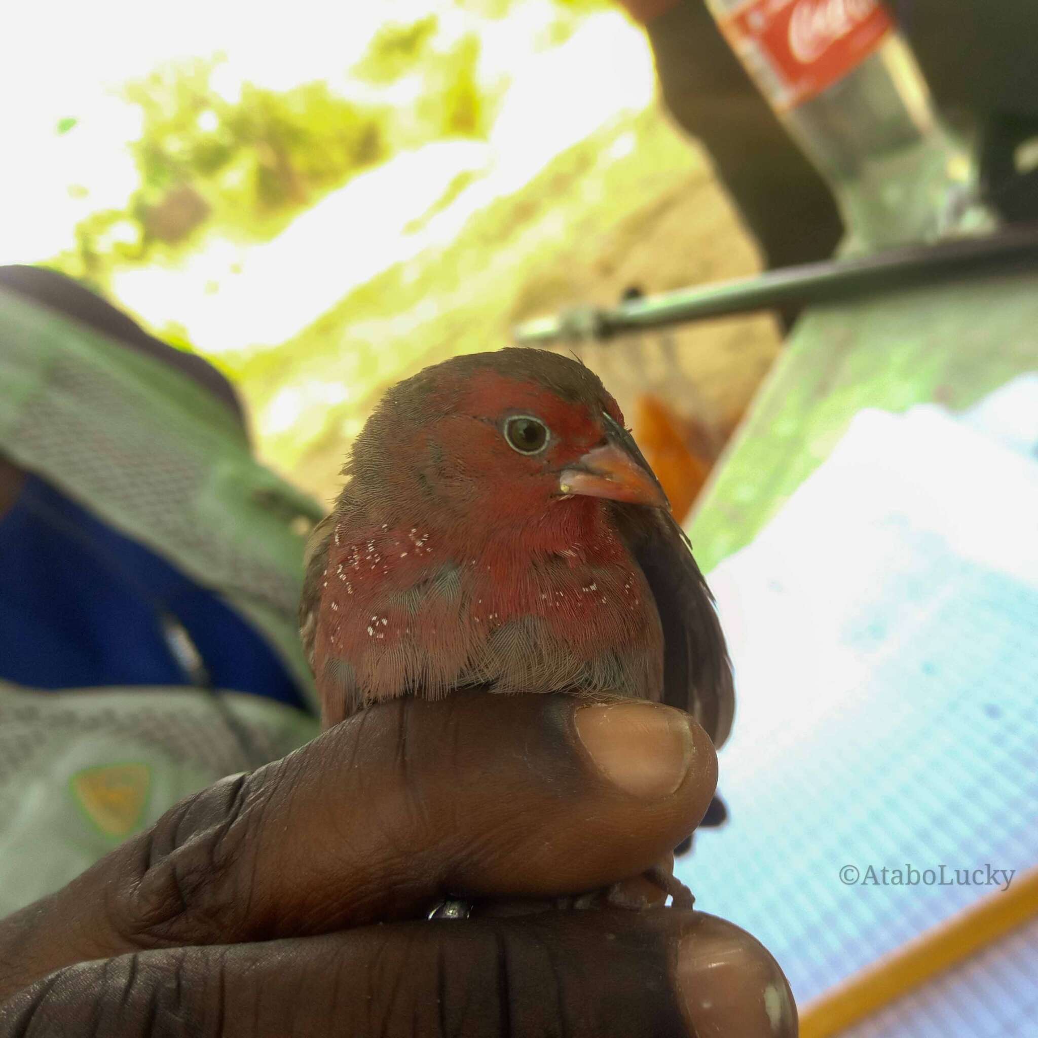 Image of Bar-breasted Firefinch