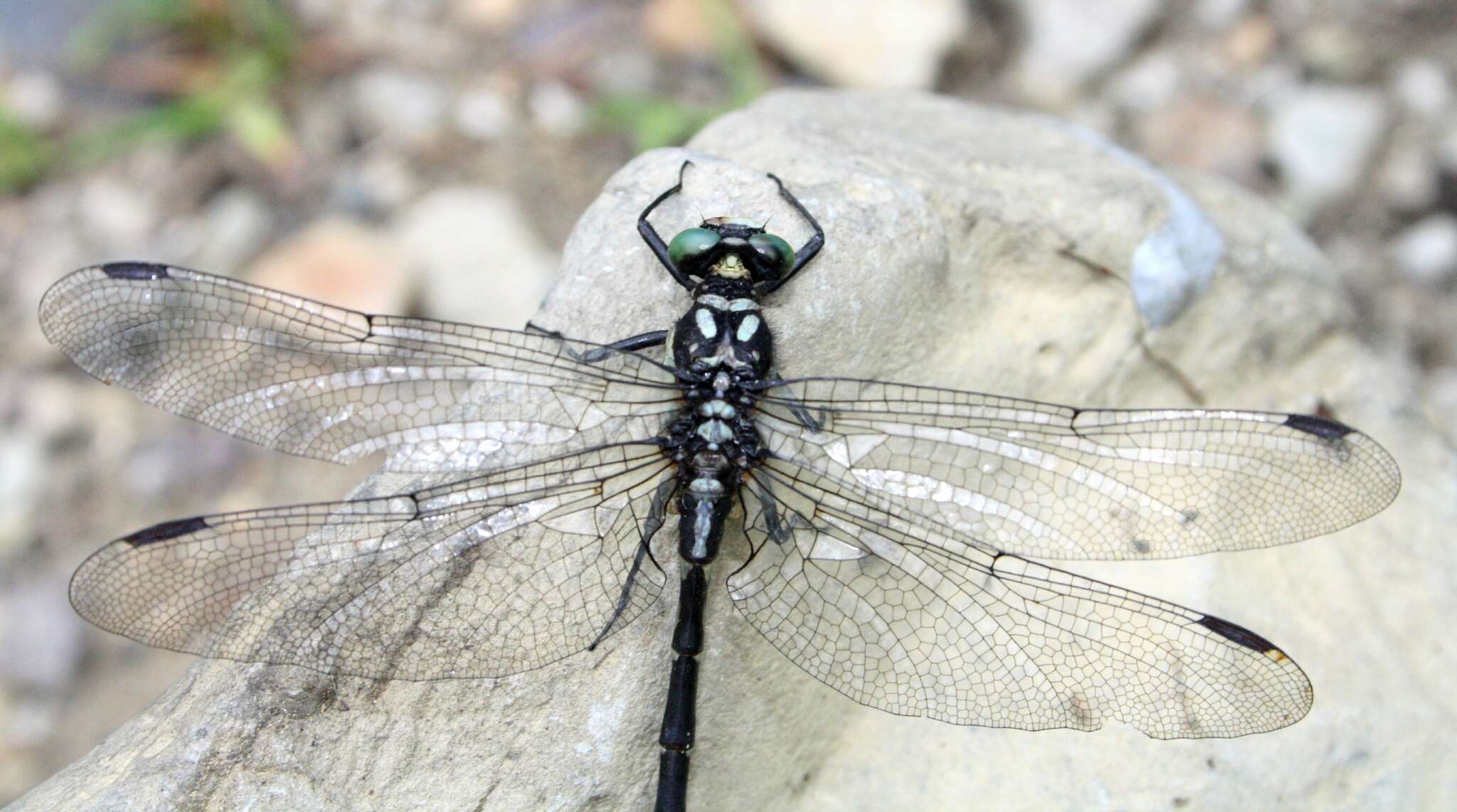 Image of Davidius lunatus (Bartenev 1914)