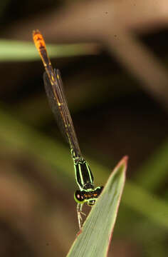 Imagem de Agriocnemis minima Selys 1877