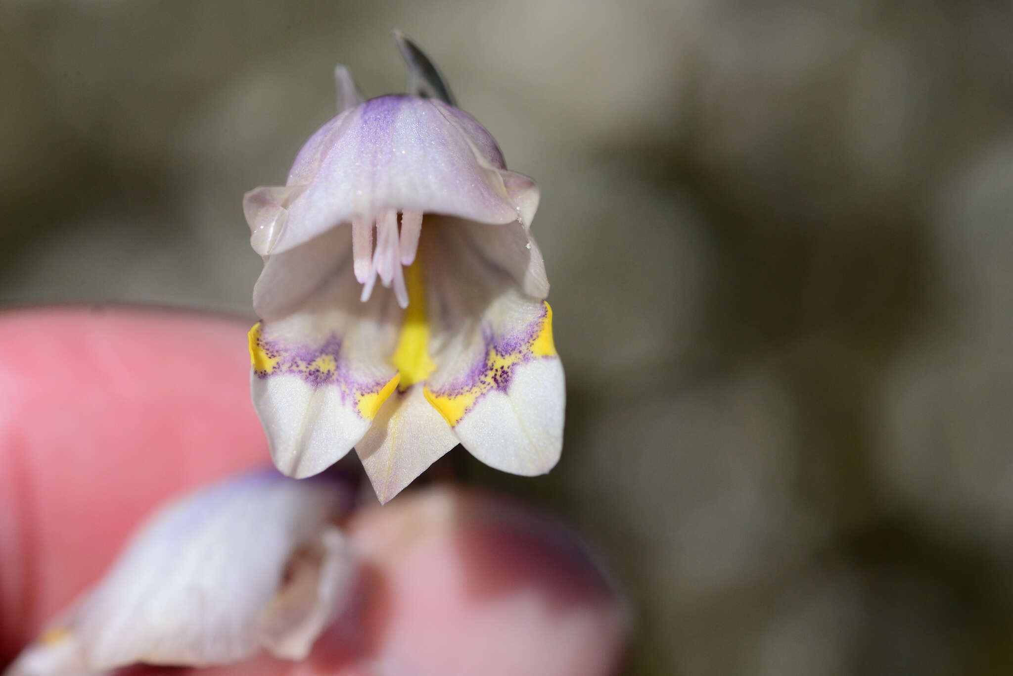 Image of Gladiolus patersoniae F. Bolus