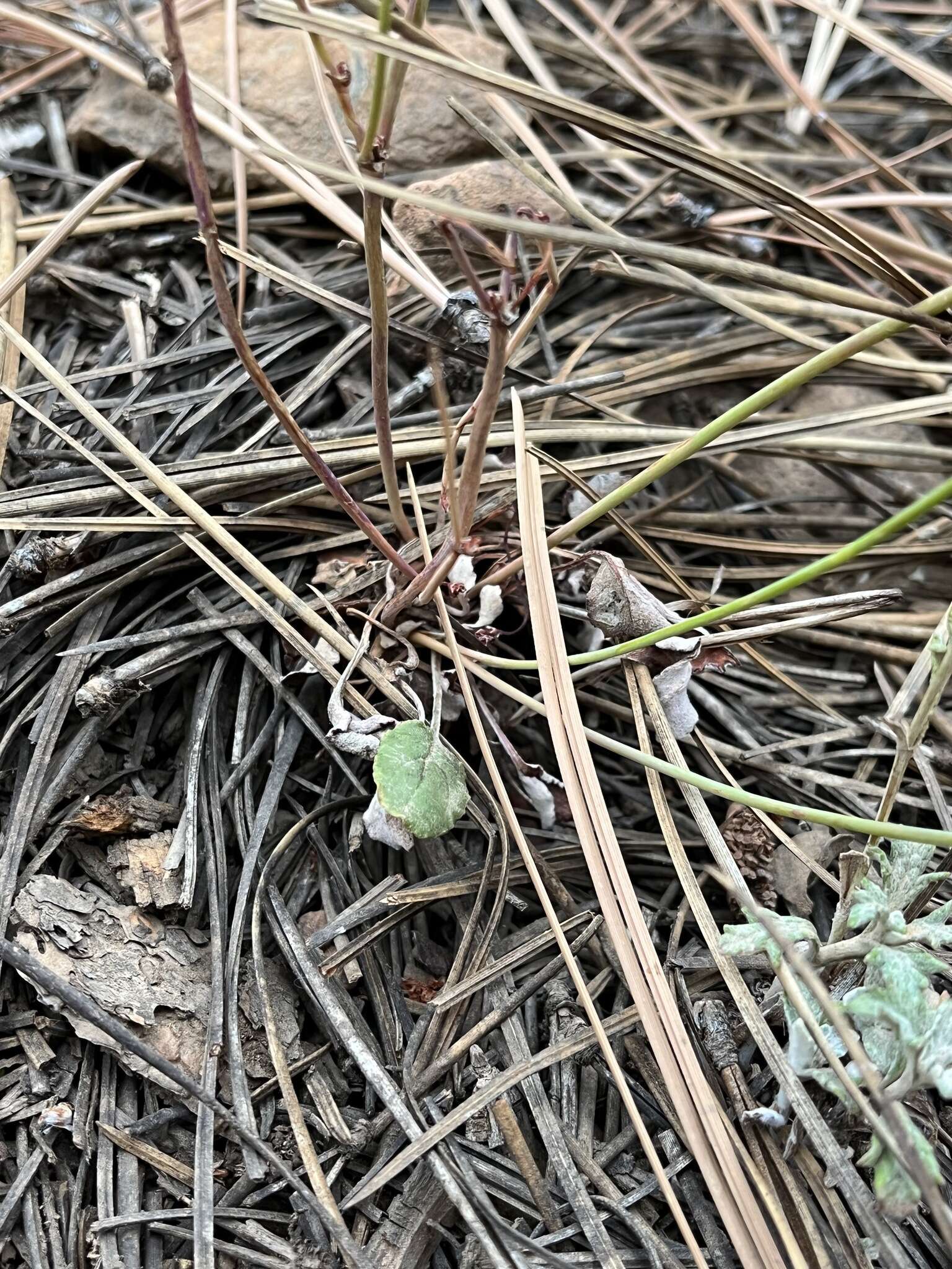 Imagem de Eriogonum nudum var. nudum