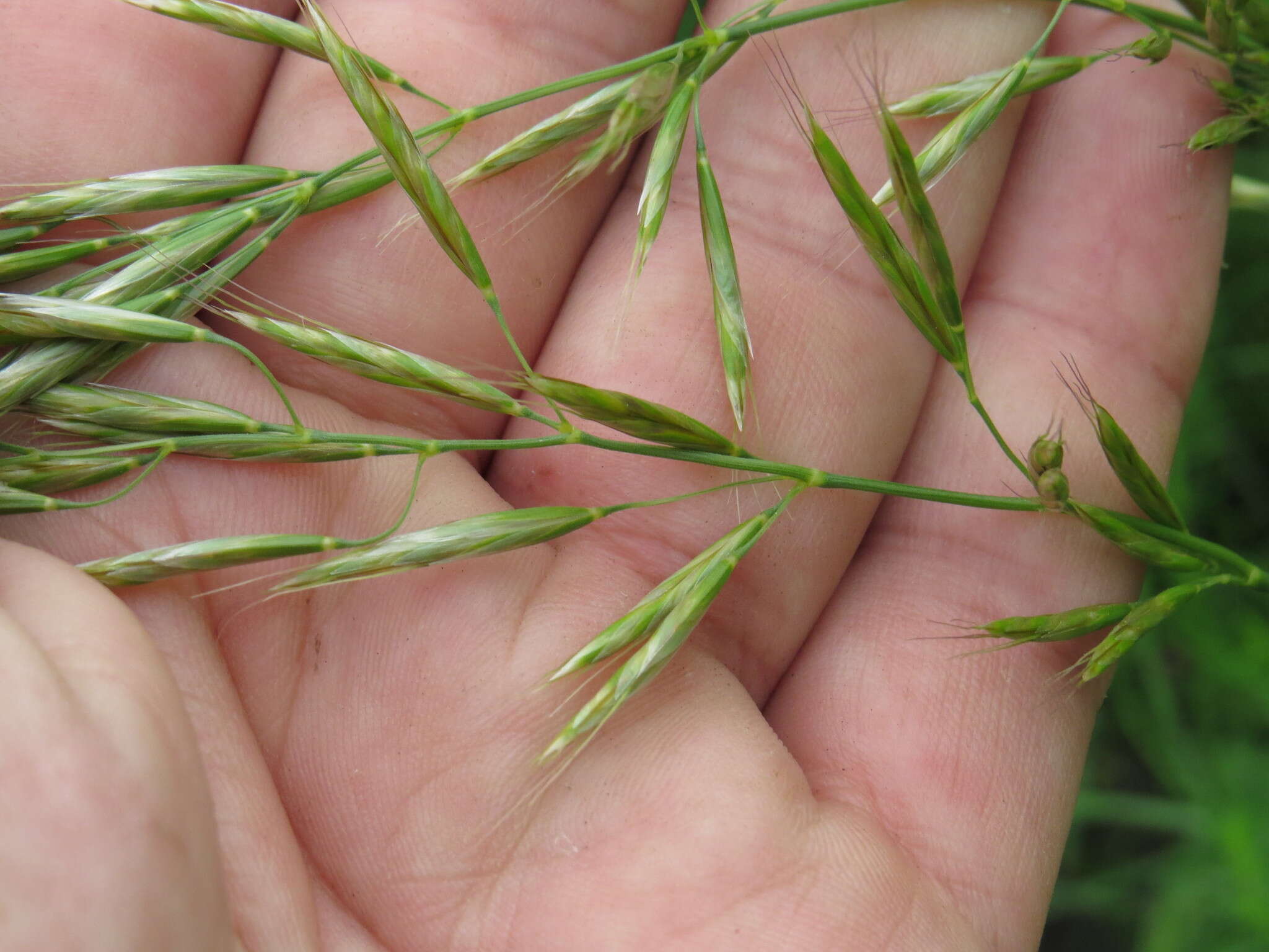 Image of oatgrass