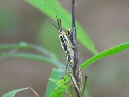 Image of Variegated grasshopper