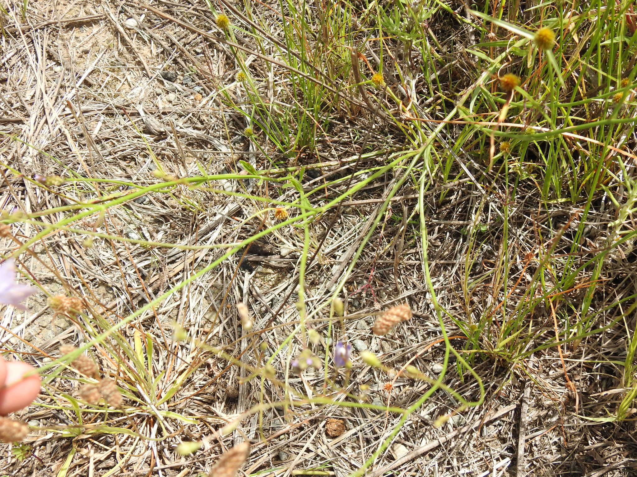 صورة Wahlenbergia undulata (L. fil.) A. DC.