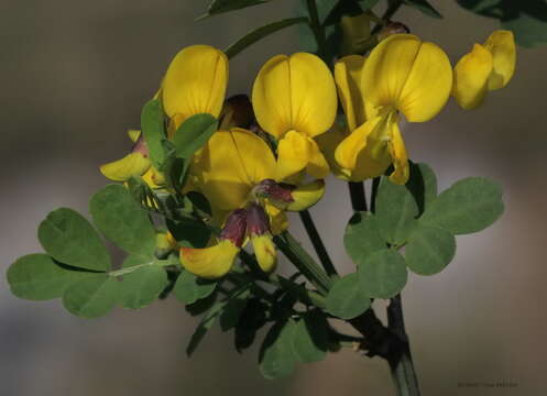 Image of Scorpion Senna