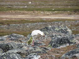 Image of Anser caerulescens caerulescens (Linnaeus 1758)