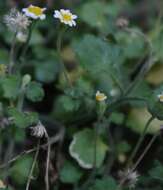 Image of Felicia cymbalariae subsp. cymbalariae