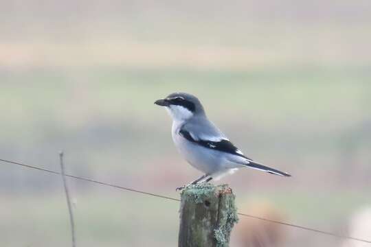 Image of Iberian Grey Shrike