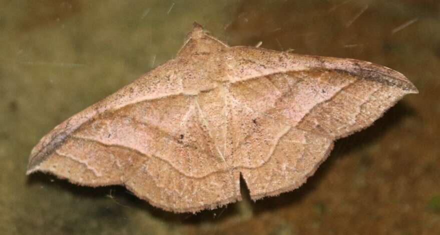 صورة Tiruvaca subcostalis Walker 1865