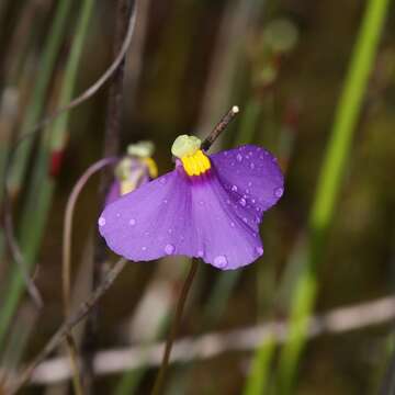 Utricularia benthamii P. Taylor resmi