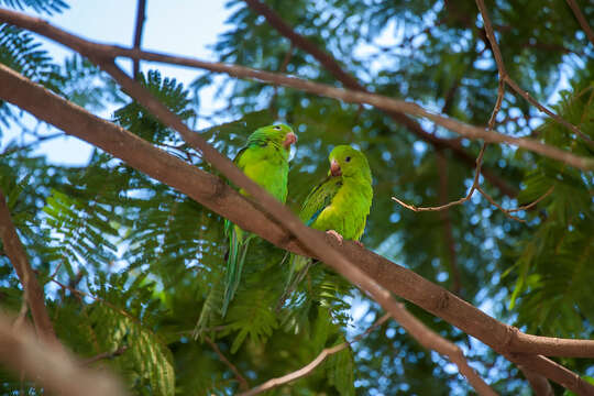 Image of Plain Parakeet