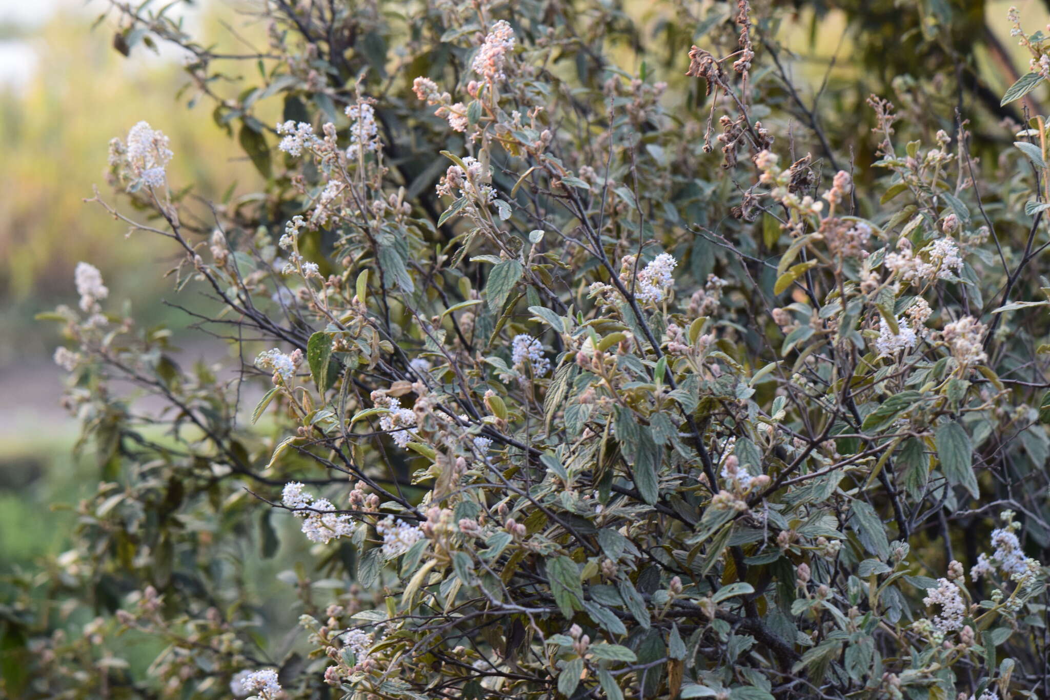 Image of Ceanothus caeruleus Lag.