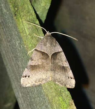 Image of Clover Looper, Range Grass-moth