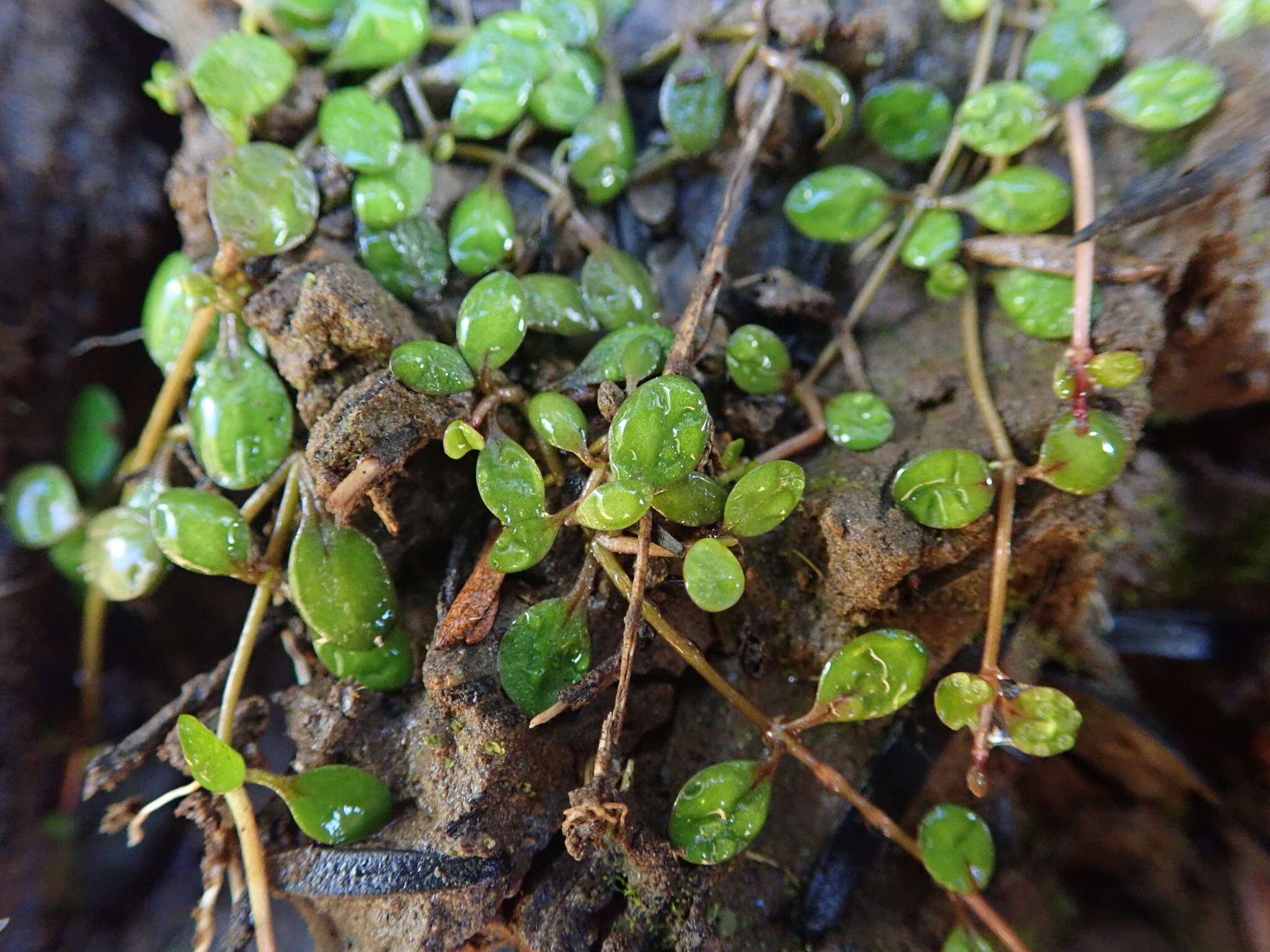 Imagem de Glossostigma elatinoides (Benth.) Benth. ex Hook. fil.