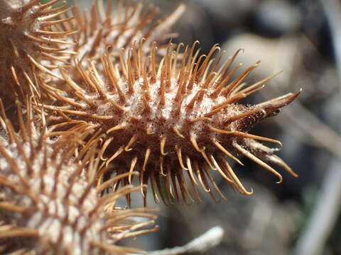 Imagem de Xanthium orientale L.