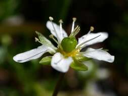 Plancia ëd Moehringia ciliata (Scop.) Dalla Torre